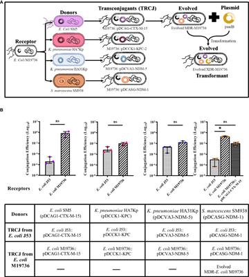 Sporadic clone Escherichia coli ST615 as a vector and reservoir for dissemination of crucial antimicrobial resistance genes